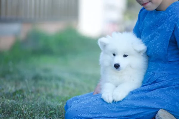 Adorabili cuccioli di samoiedo femminucce e maschietti disponibili per ladozione gratuita i cucciol