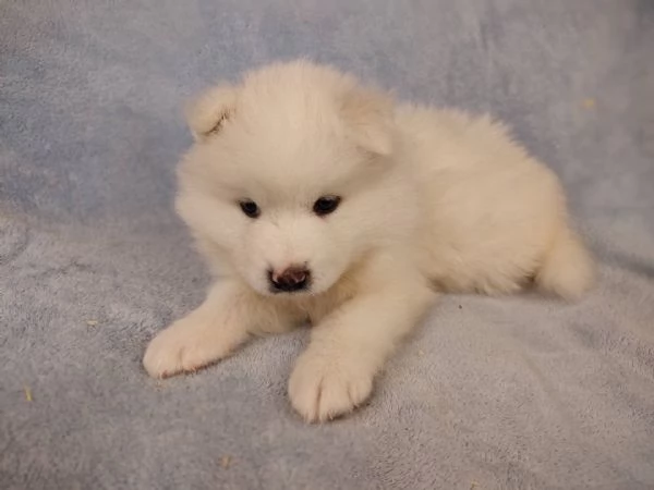 Adorabili cuccioli di samoiedo femminucce e maschietti disponibili per ladozione gratuita i cucciol | Foto 0