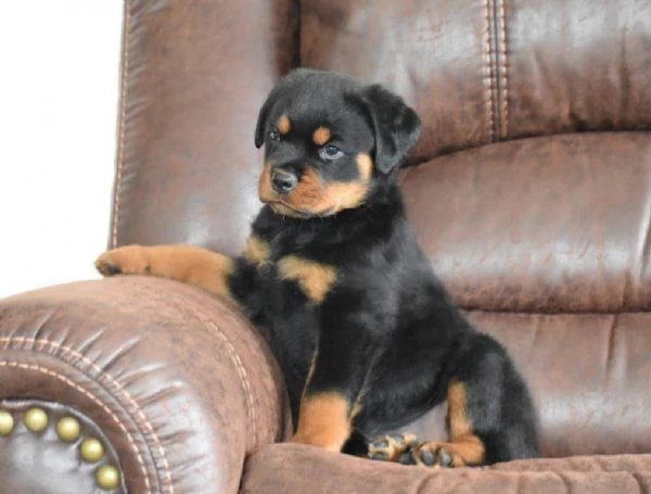 Adorabili cuccioli di rottweiler femminucce e maschietti disponibili per ladozione gratuita i cucci