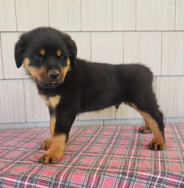 Adorabili cuccioli di rottweiler femminucce e maschietti disponibili per ladozione gratuita i cucci | Foto 0