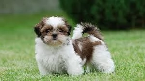 Adorabili cuccioli di shih tzu femminucce e maschietti disponibili per ladozione gratuita i cucciol | Foto 0