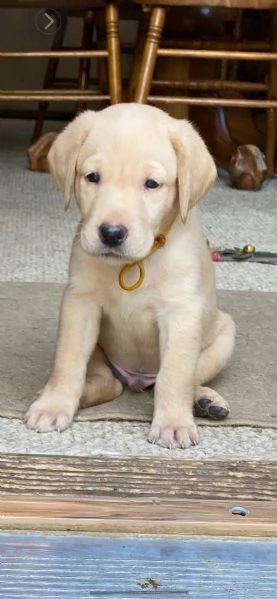 Adorabili cuccioli di labrador femminucce e maschietti disponibili per ladozione gratuita i cucciol