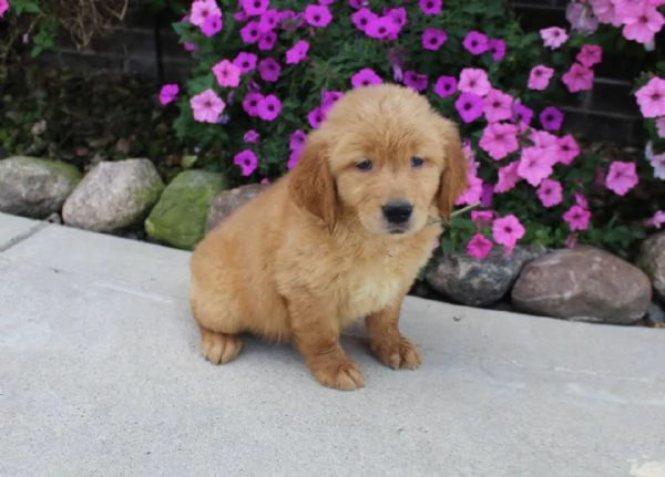 Adorabili cuccioli di golden retriever femminucce e maschietti disponibili per ladozione gratuita i