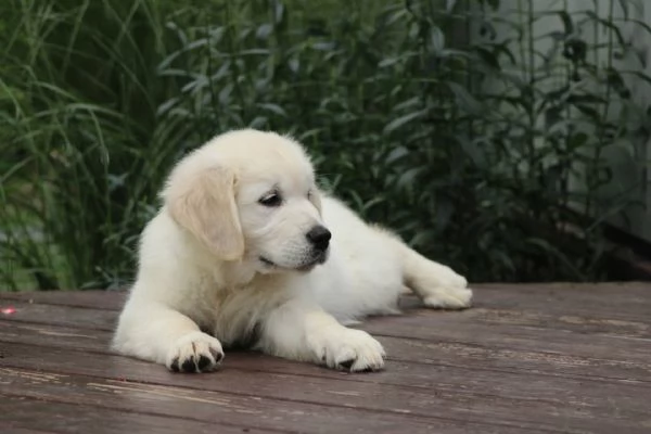Adorabili cuccioli di golden retriever femminucce e maschietti disponibili per ladozione gratuita i | Foto 0