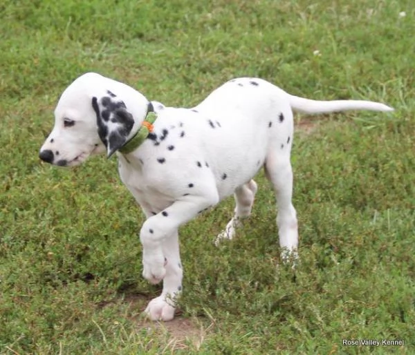 email  hidden Adorabili cuccioli di dalmata femminucce e maschietti disponibili per 