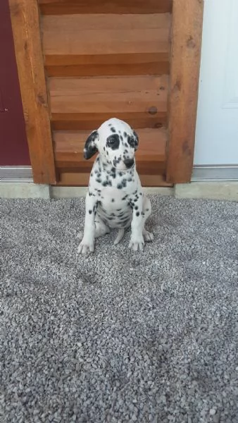 email  hidden Adorabili cuccioli di dalmata femminucce e maschietti disponibili per  | Foto 0