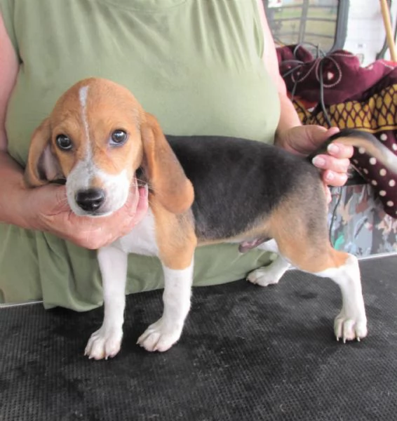 email  hidden Adorabili cuccioli di beagle femminucce e maschietti disponibili per l | Foto 0