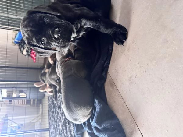 Cuccioli Cane Corso