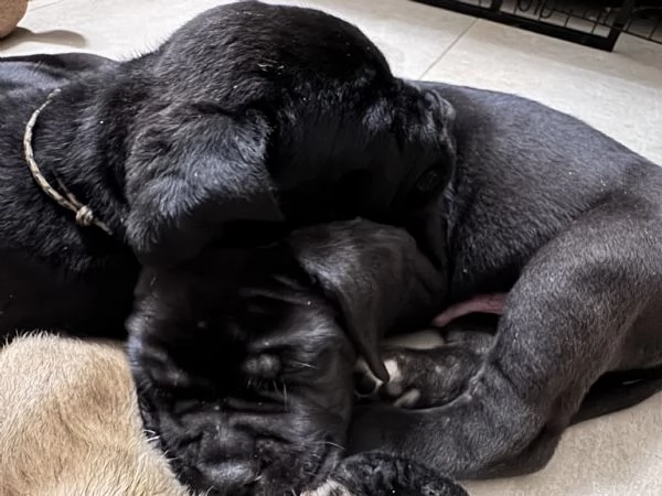 Cuccioli Cane Corso | Foto 3