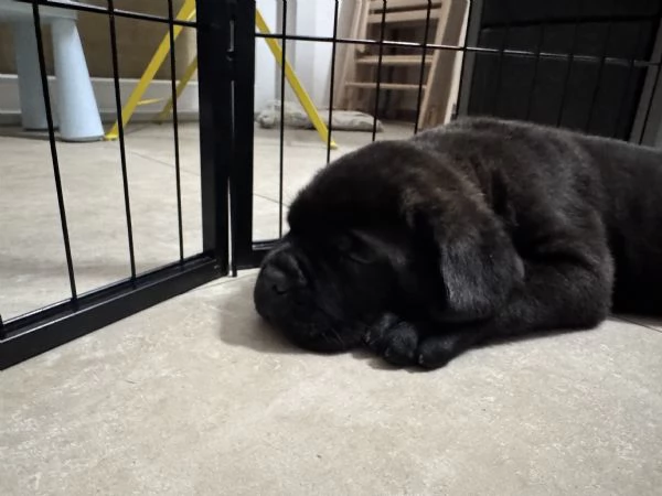 Cuccioli Cane Corso | Foto 2