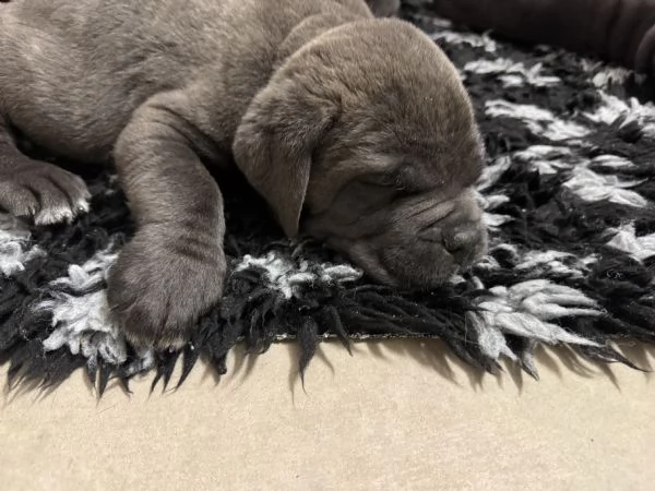 Cuccioli Cane Corso | Foto 1