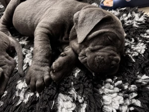 Cuccioli Cane Corso | Foto 0