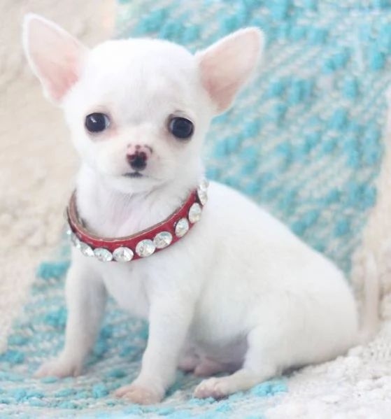 email  hidden Adorabili cuccioli di chihuahua femminucce e maschietti disponibili pe