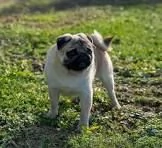 email  hidden Adorabili cuccioli di dolce carlino femminucce e maschietti disponibil