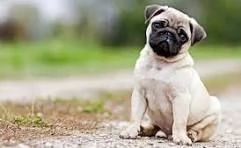 email  hidden Adorabili cuccioli di dolce carlino femminucce e maschietti disponibil | Foto 0