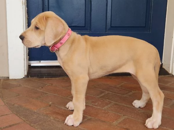 email  hidden Adorabili cuccioli di ALANO femminucce e maschietti disponibili per l