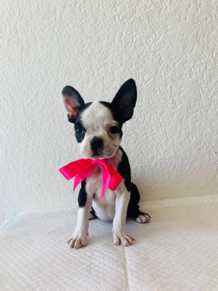 email  hidden Adorabili cuccioli di Boston terrier femminucce e maschietti disponibi