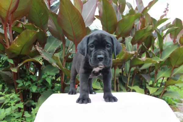 email  hidden Adorabili cuccioli di CANE CORSO femminucce e maschietti disponibili p