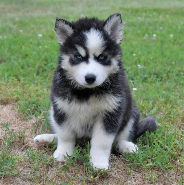 email  hidden Adorabili cuccioli di siberian husky femminucce e maschietti disponibi