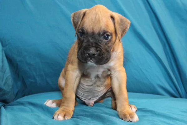 email  hidden Adorabili cuccioli di boxer femminucce e maschietti disponibili per l | Foto 0