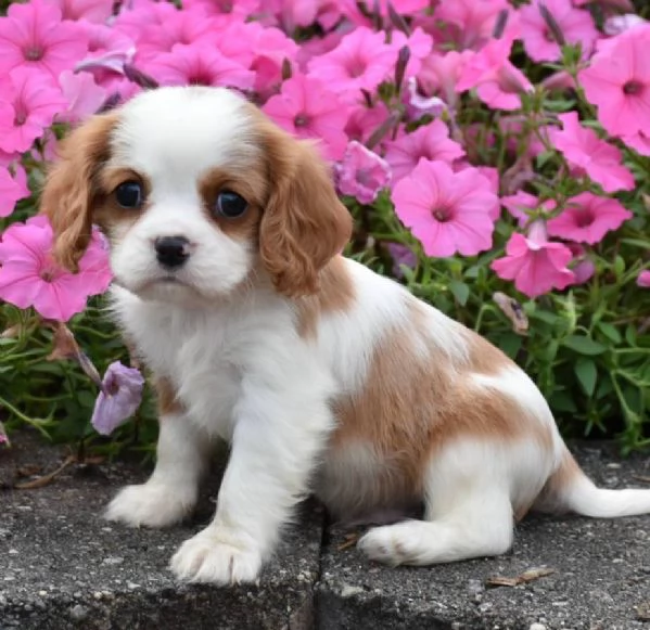 email  hidden Adorali cuccioli di cavalier king femminucce e maschietti disponibili 