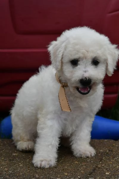 email  hidden offro in adozione cucciolo 2 bichon maltaise cuccioli disponibile per  | Foto 0