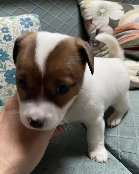 Cuccioli di jack russell 
