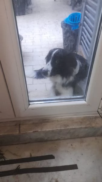Regalasi Border Collie Femmina di 7 mesi | Foto 3