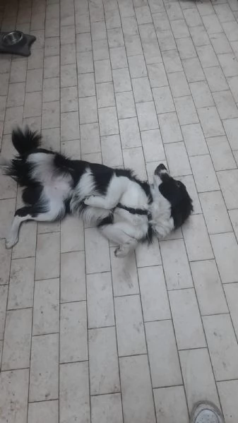 Regalasi Border Collie Femmina di 7 mesi