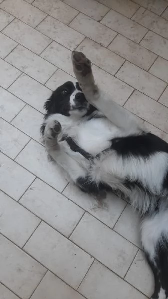 Regalasi Border Collie Femmina di 7 mesi | Foto 2