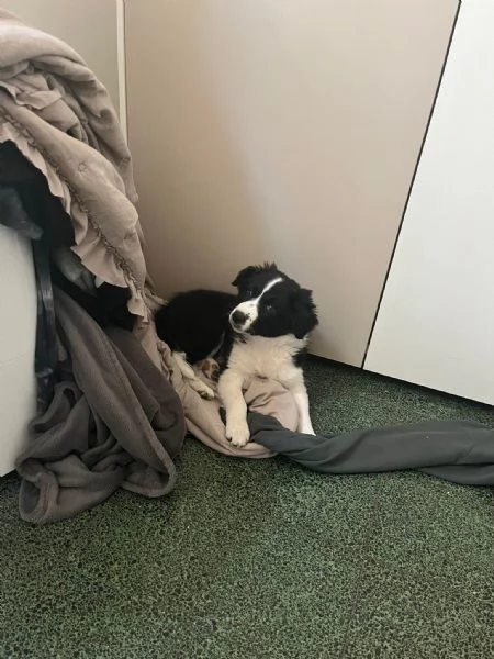 Regalasi Border Collie Femmina di 7 mesi