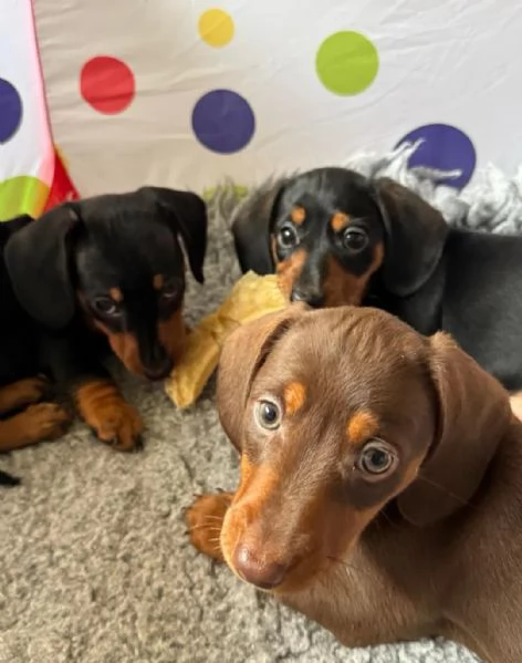 Cuccioli di Bassotto | Foto 0