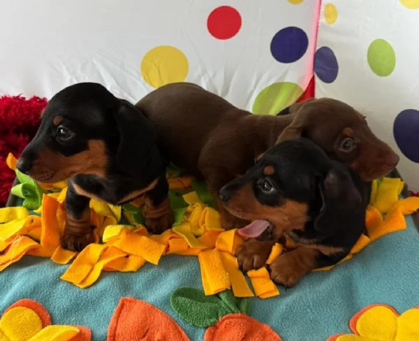 Cuccioli di Bassotto | Foto 1