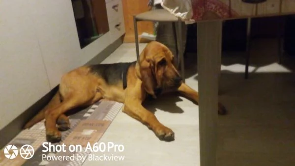 Regalo Bloodhound maschio 