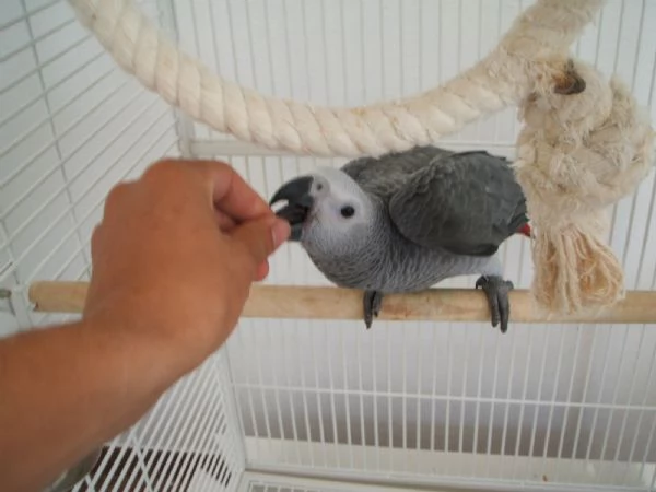 Pappagalli cenerini ben addestrati con un buon temperamento e uova | Foto 1