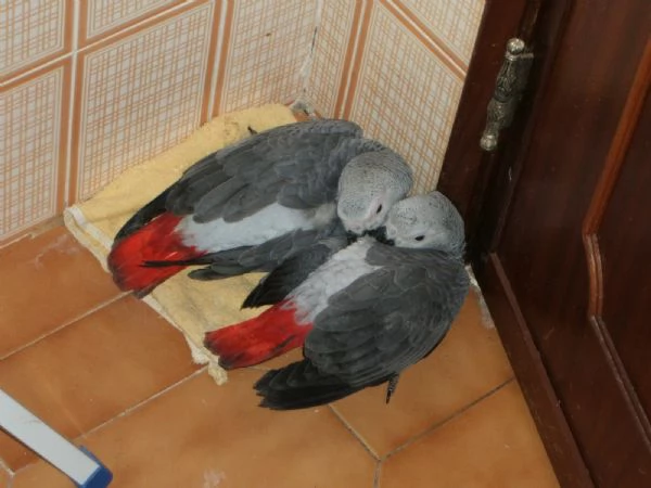 Pappagalli cenerini ben addestrati con un buon temperamento e uova