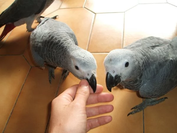 Loros Grises Africanos documentados disponibles para reubicacin | Foto 0