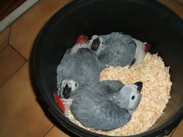 Loros Grises Africanos documentados disponibles para reubicacin