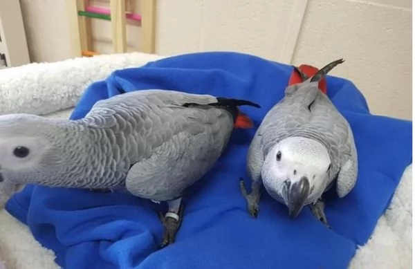 Pappagalli sani e uova di pappagallo disponibili | Foto 3