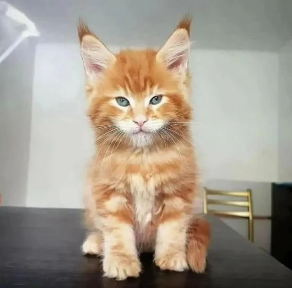 Gatti maine coon