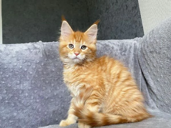 Disponibili Cuccioli di Maine coon | Foto 0
