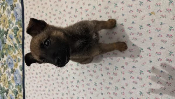 cucciolo pastore belga malinois