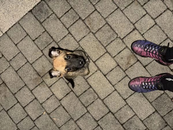 cucciolo pastore belga malinois | Foto 1