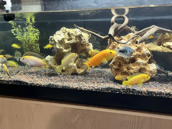 Cicilidi Malawi | Foto 5