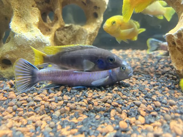 Cicilidi Malawi | Foto 0