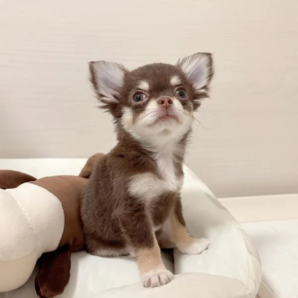 cuccioli di Chihuahua