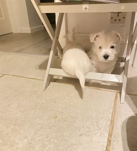 eccezionali cuccioli Westi