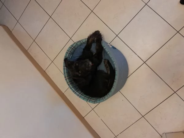 Cucciola femmina  | Foto 3