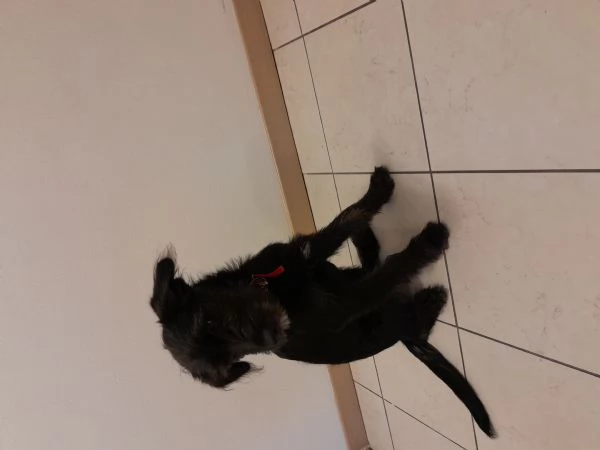 Cucciola femmina  | Foto 2