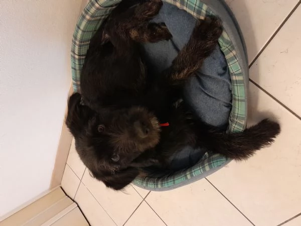 Cucciola femmina  | Foto 1